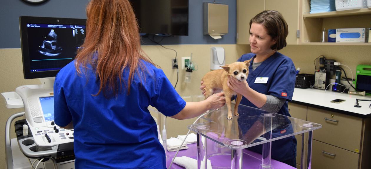 Echocardiograms for Dogs and Cats DoveLewis